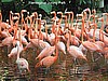 Flamingo in Jurong bird park, Singapore